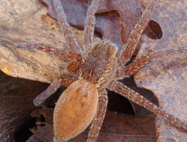 Dolomedes sp. - Lunigiana (MS)